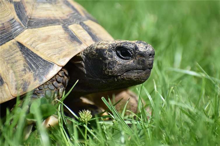 Mendig: Polizei sucht nach Schildkrötenbesitzer Symbolbild. Foto: pixabay.com