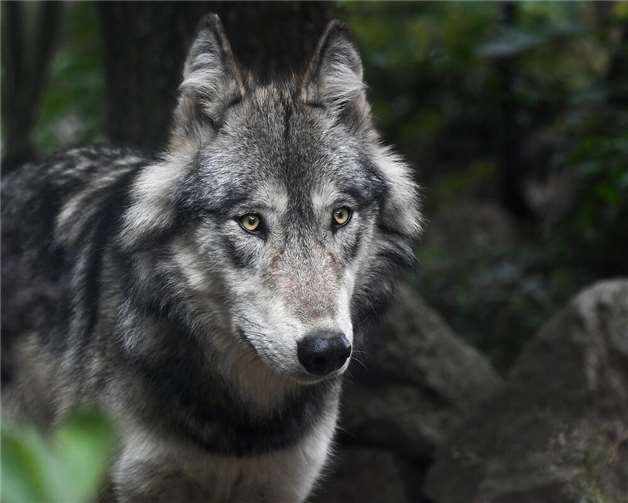 Nach mehreren Damwild- und Schafsrissen im Westerwald: DNA-Analyse bestätigt Wolfsaktivität Symbolbild. Foto: pixabay.com