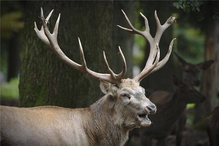 Verdacht der Jagdwilderei: Hirsch in Jagdgebiet im Kreis Euskirchen erschossen Symbolbild. Foto: pixabay.com
