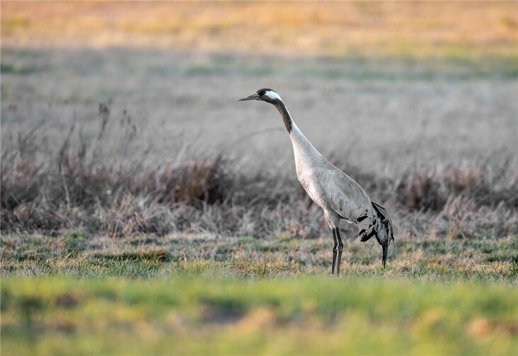 31.10.: Geflügelpest im Kreis Ahrweiler nachgewiesen Symbolbild.  Foto: pixabay.com