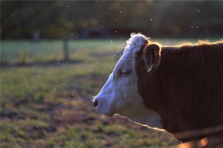 Symbolbild. Foto: pixabay.com