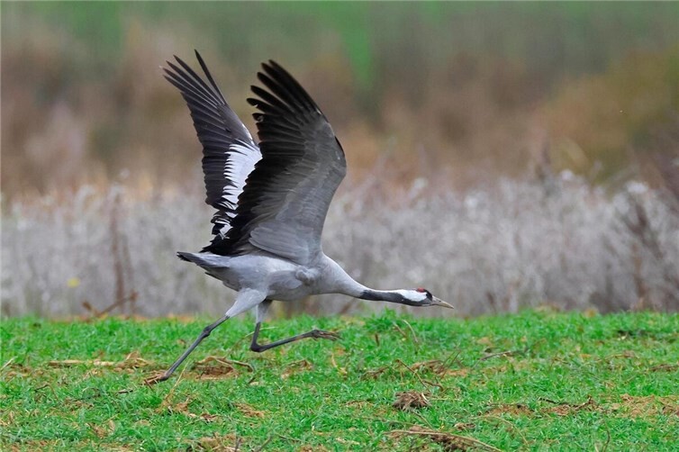 Symbolbild. Foto: pixybay.com