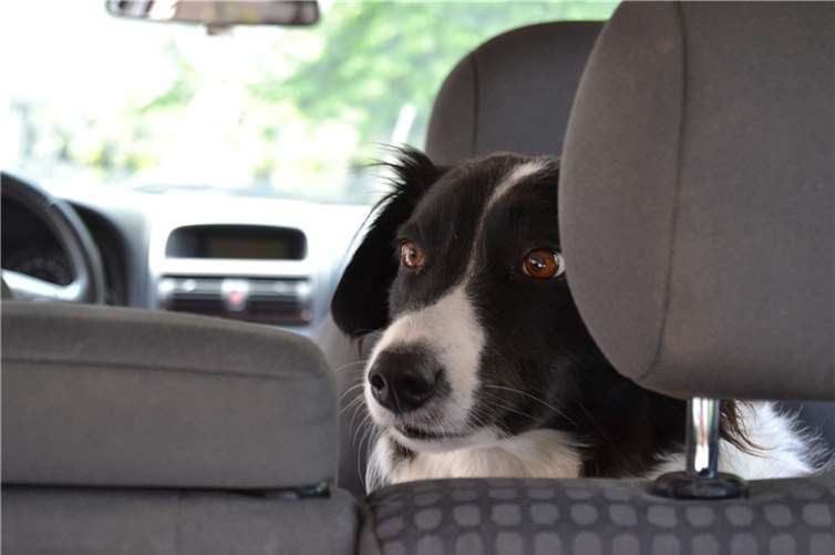 Hund leidet bei Hitze in verschlossenem Auto Symbolbild. Foto: simpleclipsbyclicks/Pixabay