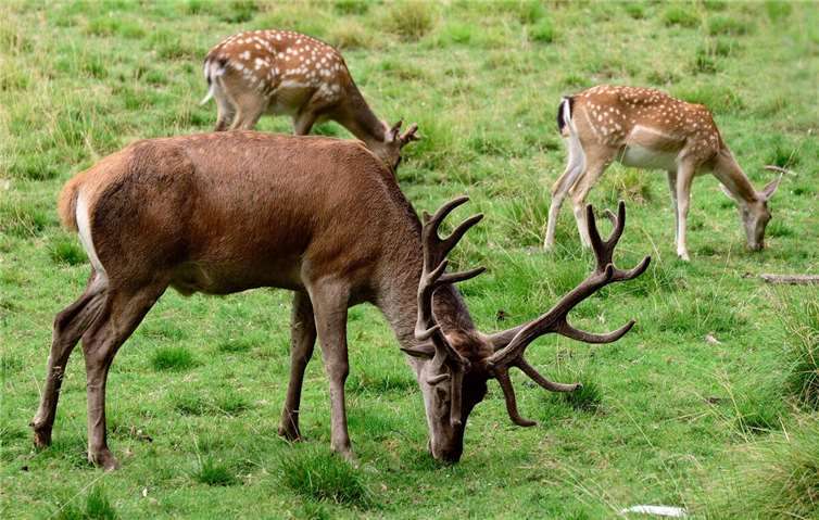 30.08.: Damwild auf Weide beschossen - ein Tier tot Symbolbild. Quelle: Pixabay