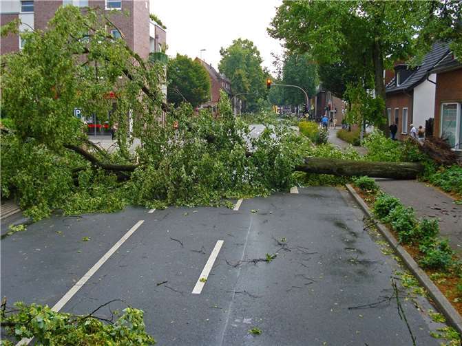 Baum fällt bei Hilgert in Freileitung und sorgt für Kurzschluss Symbolbild Quelle: pixabay.com