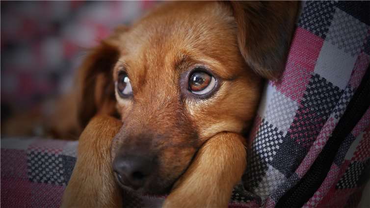 „Der Hund läuft über alle Gleise!“ Symbolbild Quelle: pixabay.com