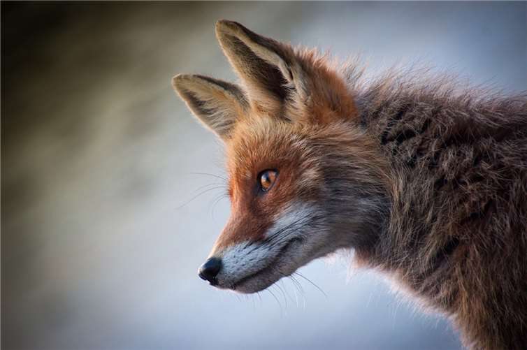 Symbolbild  Quelle: pixabay.com