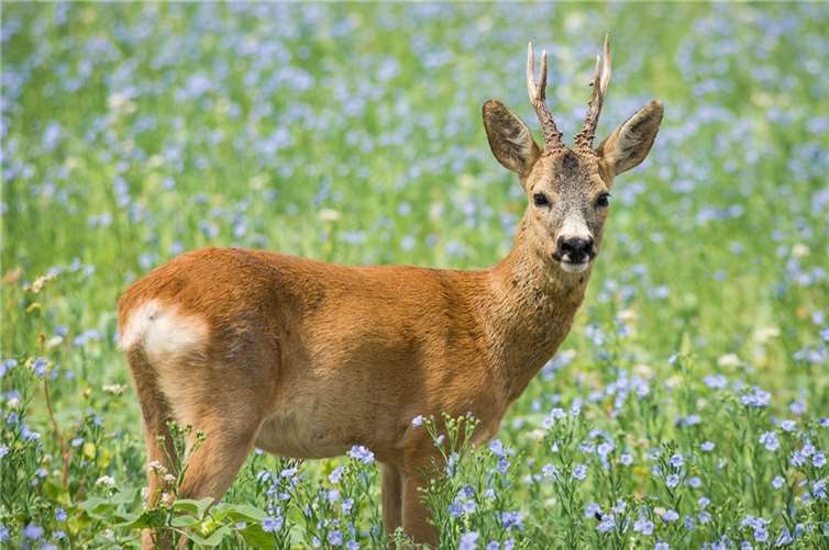 Rehbock wurde weggeschleudert Symbolbild Quelle: pixabay.com