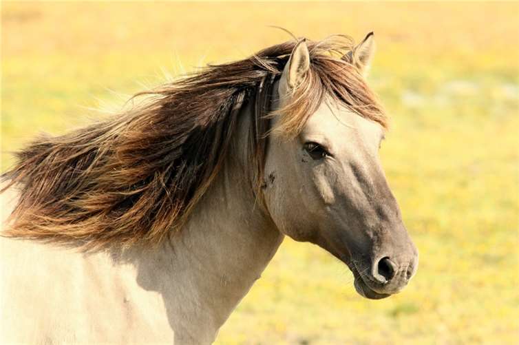Unbekannter verletzte Pferd Symbolbild Quelle: pixabay.com