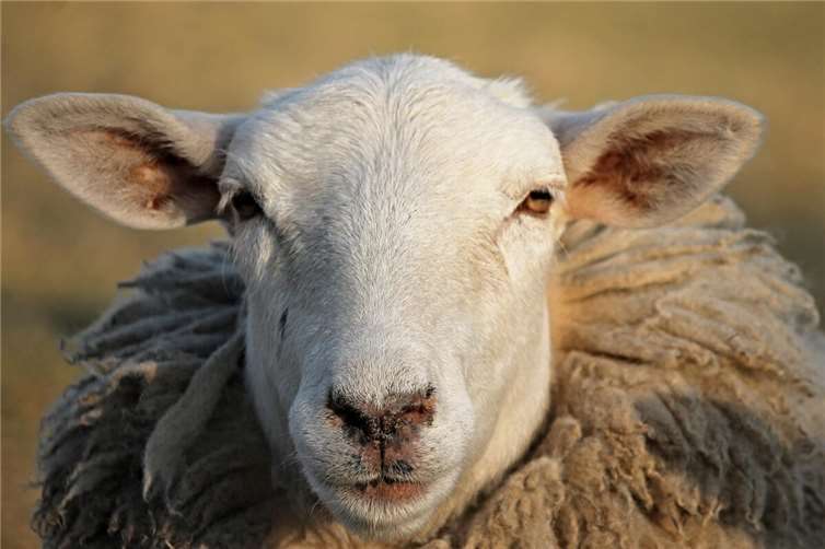 Symbolbild Quelle: pixabay.com