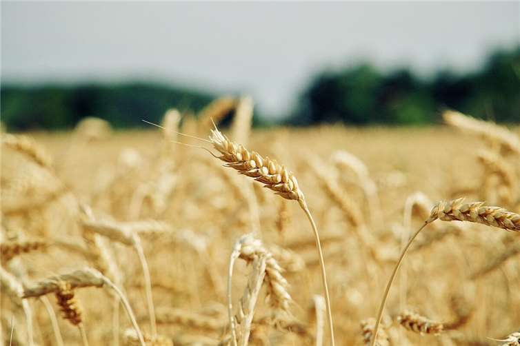 Symbolbild Quelle: pixabay.com