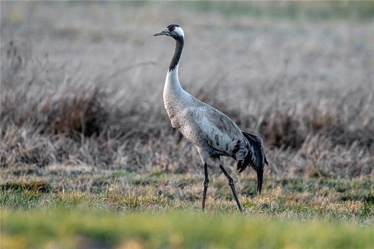 Funde weiterhin dem Veterinäramt melden  Symbolbild Quelle: pixabay.com