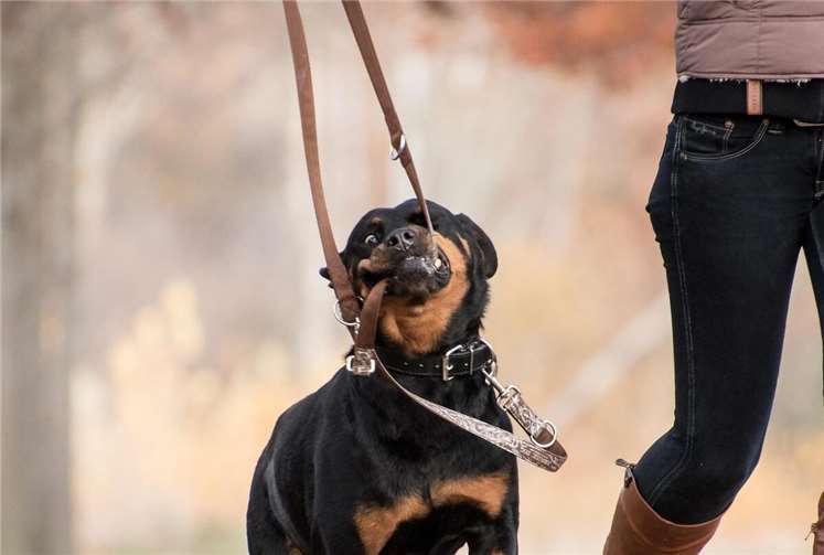 Gefahr durch Hunde: Hundehalter müssen Verantwortung übernehmen Symbolbild.Foto: Pixabay