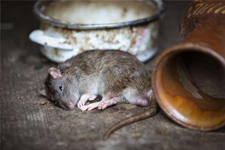 Symbolbild.Foto: Pixabay