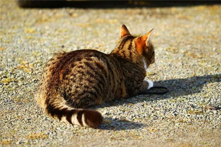 Symbolbild.Foto: Pixabay