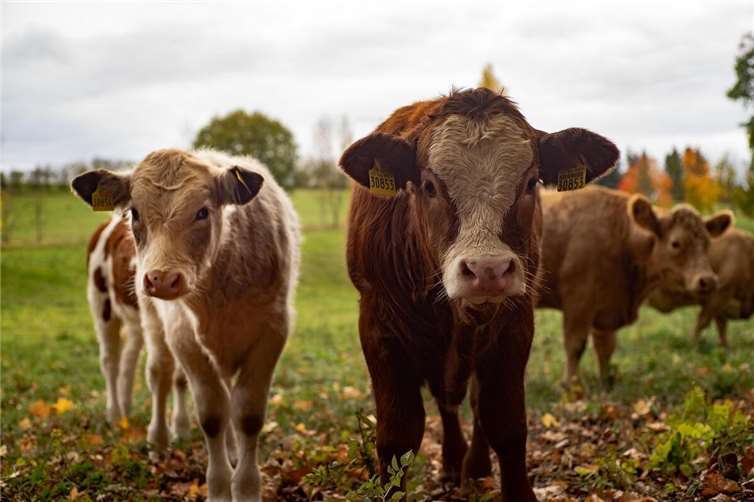 Symbolbild.Foto: Pixabay