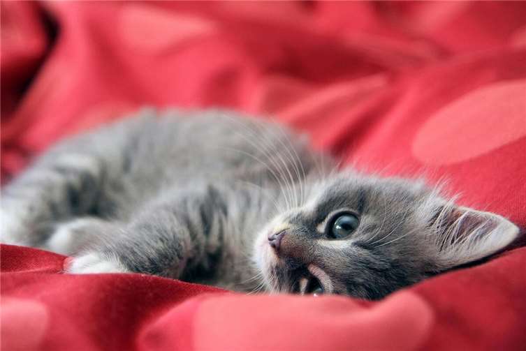 Symbolbild.Foto: Pixabay