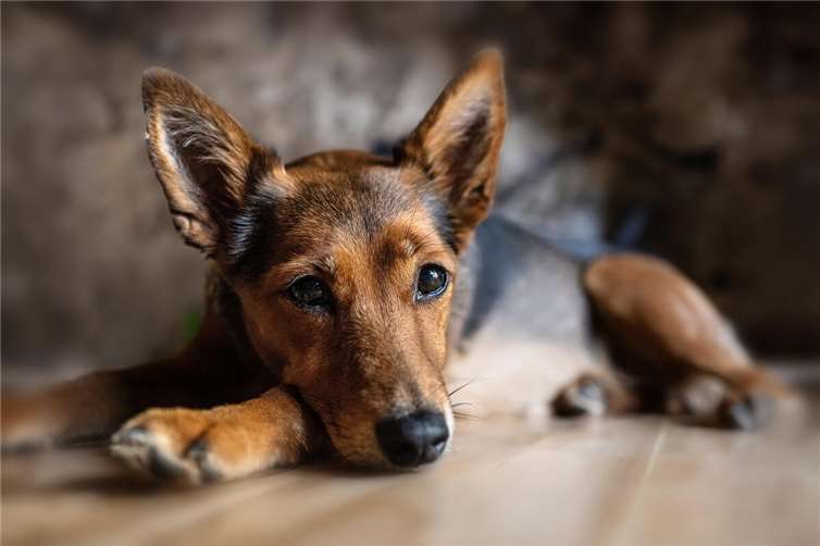 Bald ist Welthundetag - Zeigt uns eure Fellnasen! Symbolbild.Foto: Pixabay