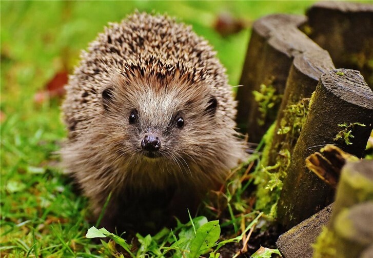 Igel sicher durch die kalte Jahreszeit begleiten  Symbolbild.Foto: Pixabay