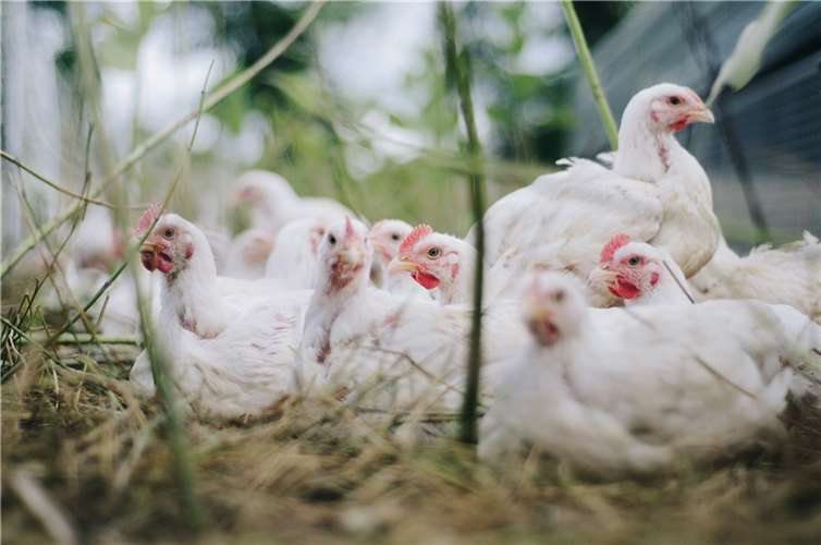 Vogelgrippe breitet sich weiter aus Symbolbild.Foto: bohdanchreptak/Pixabay
