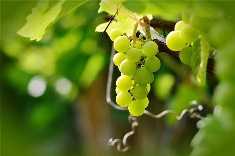 Symbolbild.Foto: congerdesign/Pixabay