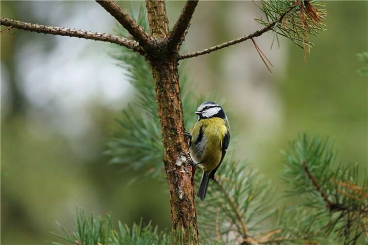 Symbolbild.Foto: manfredrichter/Pixabay