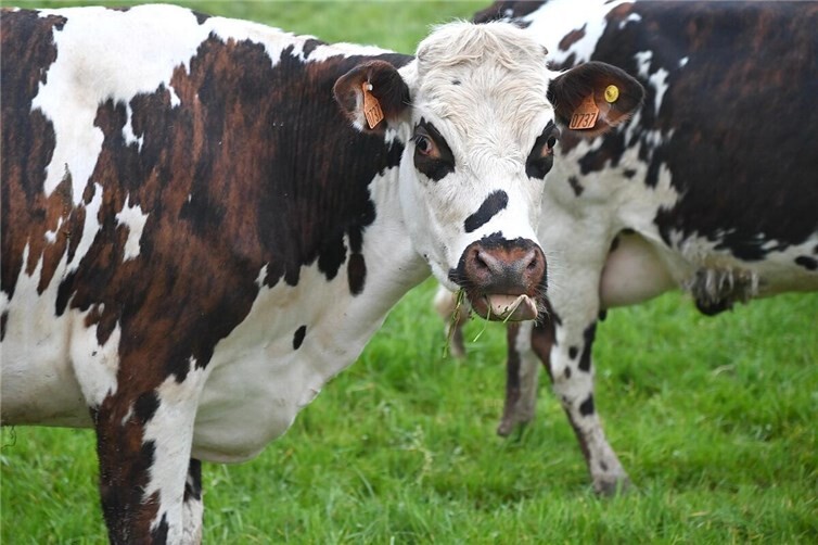 Symbolbild.Foto:pixabay.com