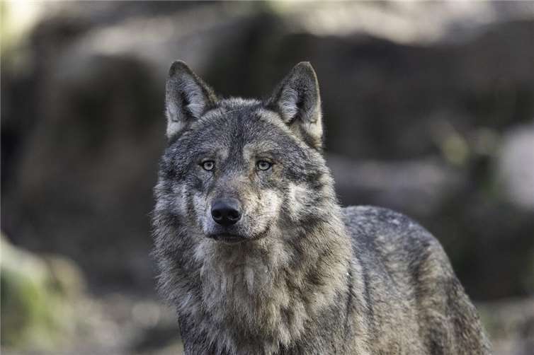 Erstmals Antrag auf Entnahme eines Wolfes gestellt SymbolbildQuelle: pixabay.com