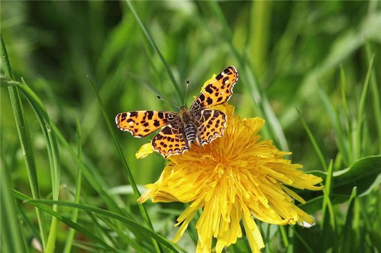 Symbolfoto: Pixabay