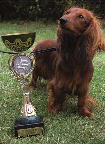Tagessiegerin schönster Hund der Ausstellung privat
