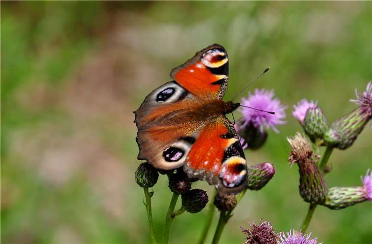 Tagpfauenauge (Inachis io). Foto: Naturschutzinitiative e.V.