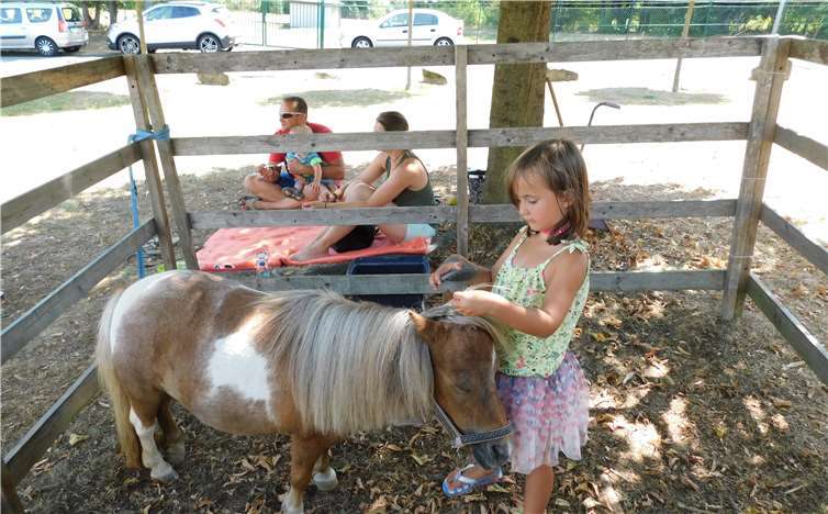 „Tamara“ aus dem Tierheim Montabaurwird liebevoll gestriegelt. Fotos: WR