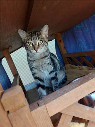 Tamia. Quellen: Tierheim Montabaur