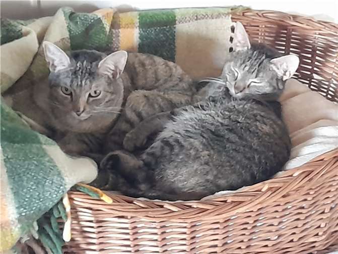 Tammy und Anouk werden nur gemeinsam vermittelt.