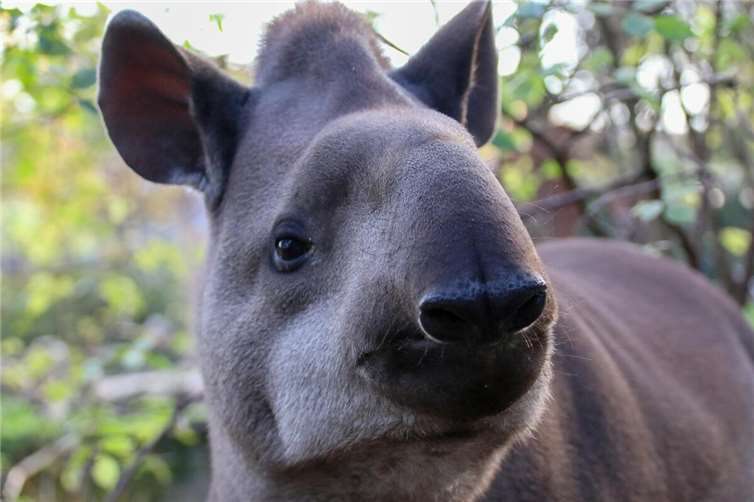 Tapir Peppone.  Foto: S. Gräfen
