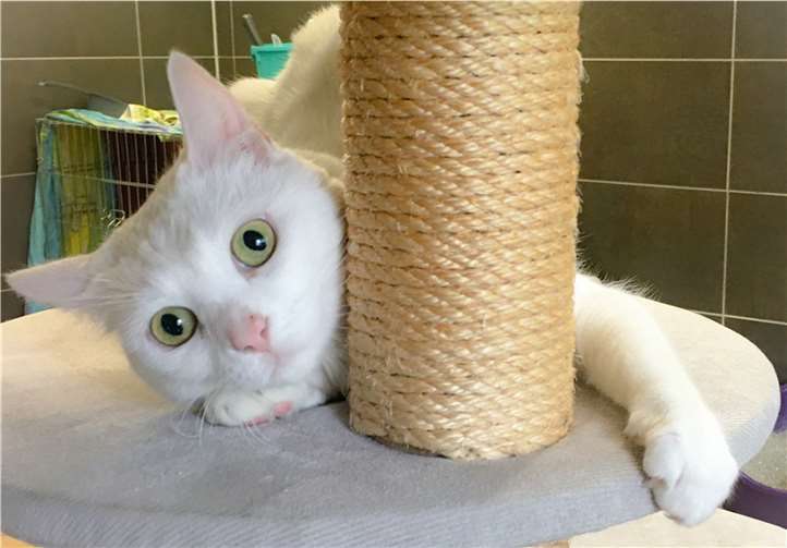 Tapsy ist noch sehr verspielt. Foto: Tierheim u. Tierschutzverein Kreis Ahrweiler e.V.