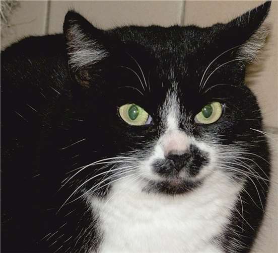 Tapsy spricht gerne mit ihren Menschen. privat