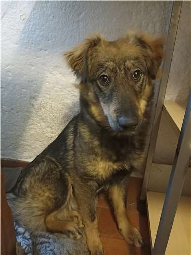 Tara. Quellen: Tierheim Ransbach Baumbach