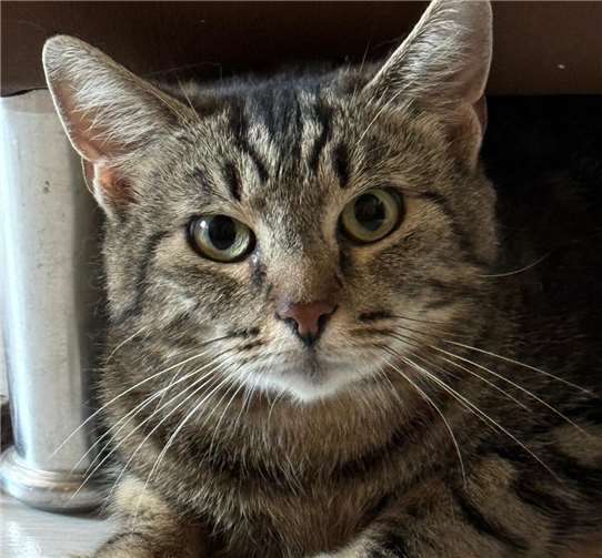 Tara sucht ein neues Zuhause. Foto: privat