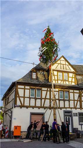 Tatkräftig und kraftvoll brachten die„Kowarer Jungs“ den Baum in die richtige Stellung.