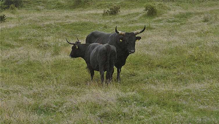 Taurusrinder sollen das Zuwachsen des Geländes verhindern.