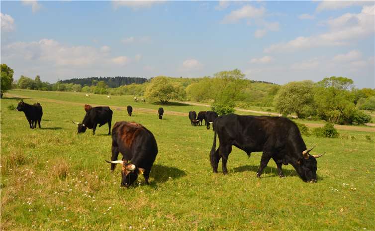 Taurusrinder und Koniks auf der Schmidtenhöhe.