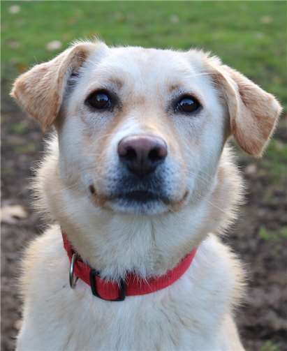 Taut bei Spaziergängen auf:Caprice aus Rumänien. privat