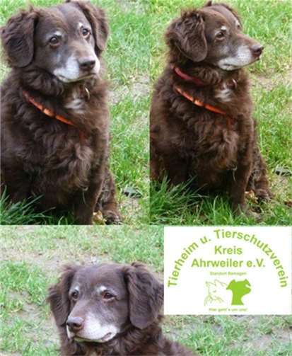 Teddys überschüssige Kilos purzeln mit regelmäßigen Gassigängen wieder runter. privat