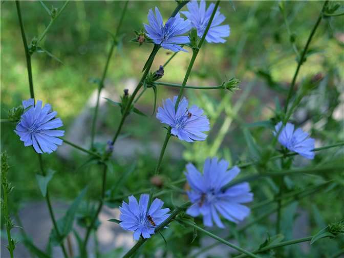 Teilansicht des üppigen Zichorien-Strauchs auf dem Alten Friedhof. Fotos: privat