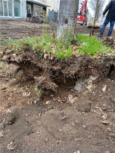 Teile des Wurzelwerks waren im Beton verankert.