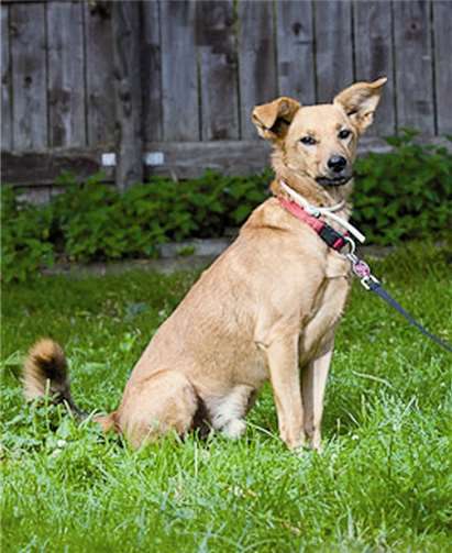 Teo sucht ein gutes Zuhause. Sven Klein