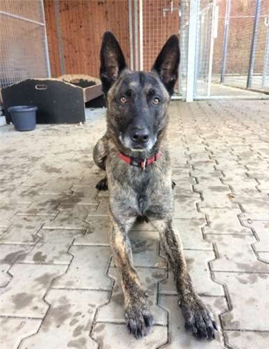 Tequila freut sich auf sein neues Zuhause. Privat