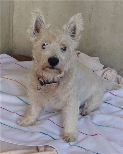 Terrier Benji möchte ausgelastet werden.  Tierheim Andernach