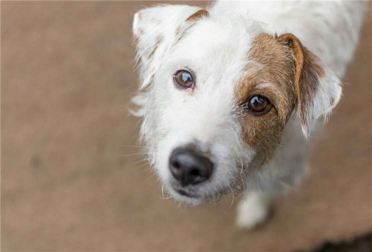 Terrierhündin Sunny.